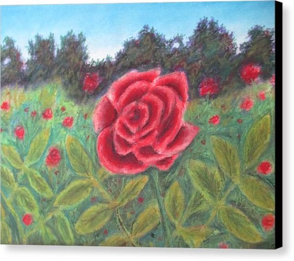 Field of Roses - Canvas Print Supply