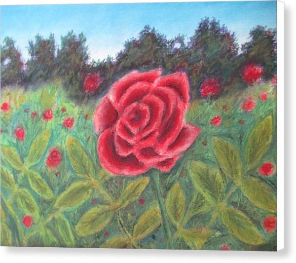 Field of Roses - Canvas Print Supply