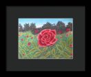 Field of Roses - Framed Print For Sale