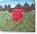 Field of Roses - Metal Print For Sale