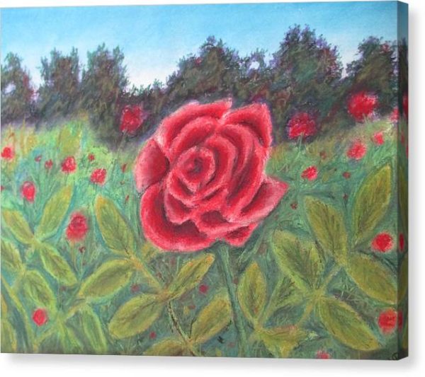 Field of Roses - Canvas Print Supply