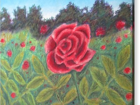 Field of Roses - Acrylic Print on Sale