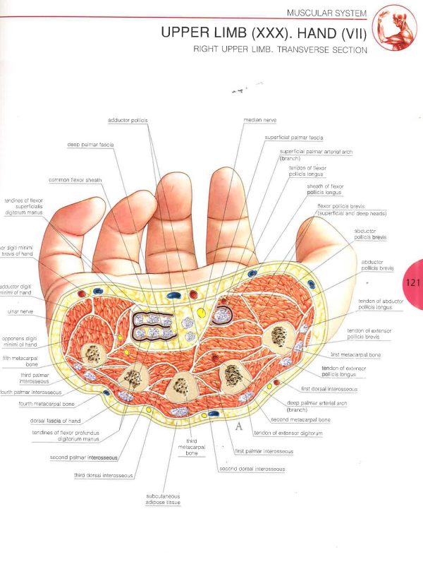 Atlas Of Human Anatomy Hot on Sale