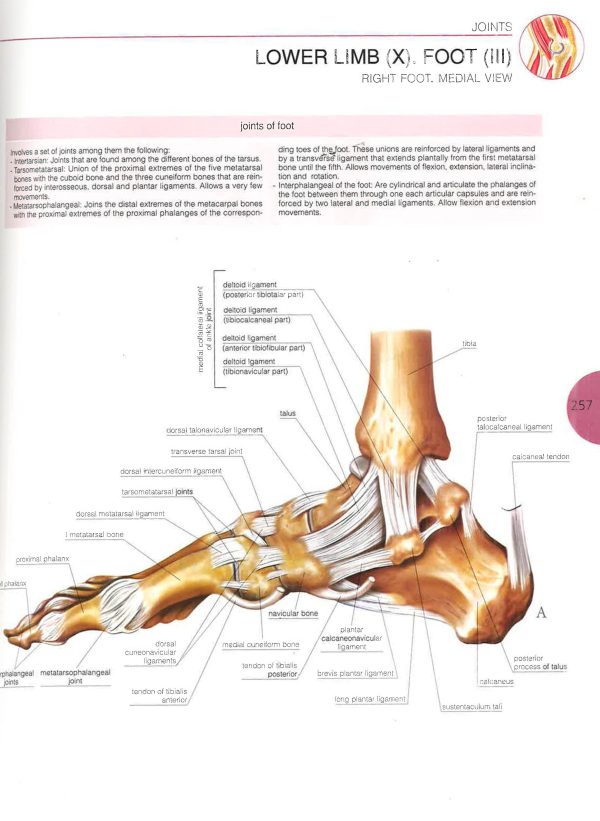 Atlas Of Human Anatomy Hot on Sale