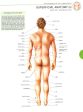 Atlas Of Human Anatomy Hot on Sale